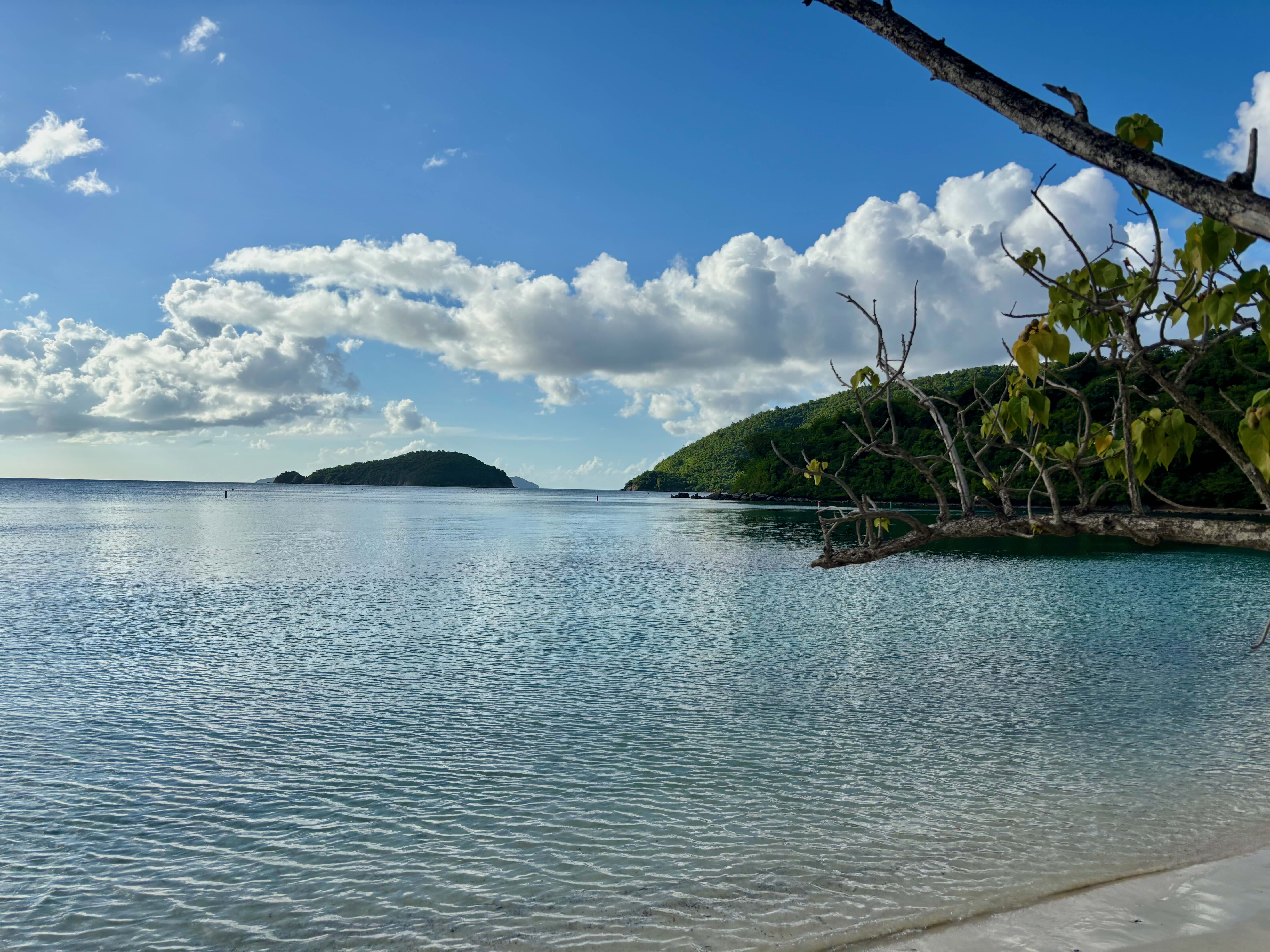  image here  publ10image3 Satinwood Maho.jpg